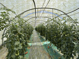 Thrips sur culture de tomates sous abri